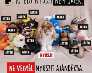 Napsugárvet Állatorvosi rendelő húsvéti nyitvatartása