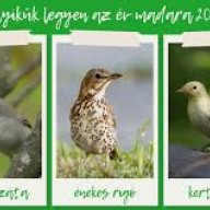 Idén is lehet szavazni az év madarára