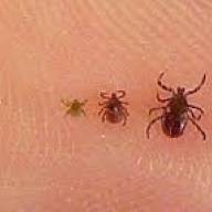 Kislány kapta el a legsúlyosabb fertőzést: ő a kullancs-encephalitis legújabb áldozata