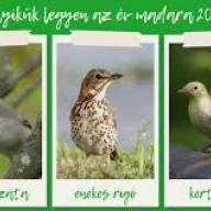 Idén is lehet szavazni az év madarára