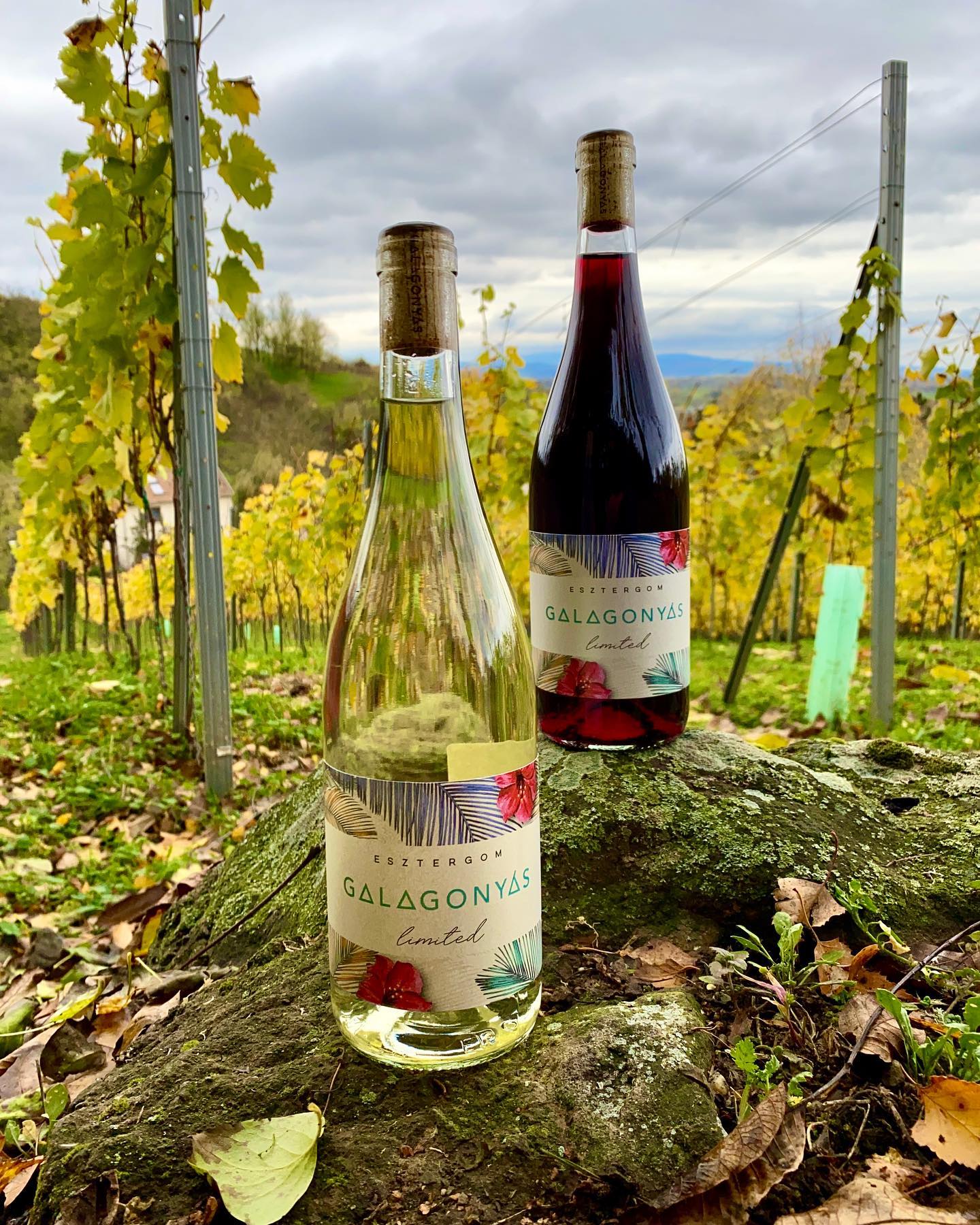 Újabb elismerést kapott a Galagonyás Habzóműhely