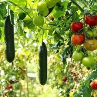 Kertészkedés a szélsőségek korában: Mit ültessünk, hogy túléljük a nyarat?