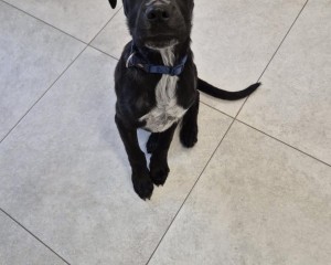 Nem ért véget a mogyorósbányai horror: rejtegetett állatokat találtak az állatvédők