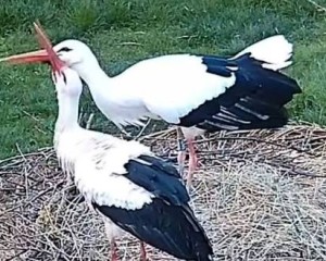 Hazatért a dömösi hűség: Szofi újra Macus mellett