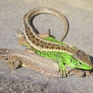 Nem is olyan fürge, de a miénk: 2026-ban a fürge gyík az év hüllője!