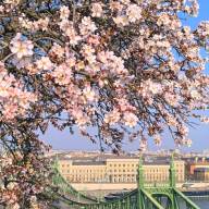 Rózsaszín felhő a sziklák felett: A Gellért-hegy ikonikus mandulafái