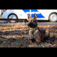 ÚJ NÉGYLÁBÚ TÁRSAKAT KERES A RENDŐRSÉG 