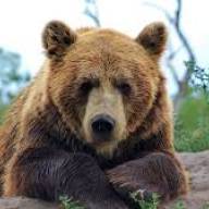 Medve-jelentés 2026: A szürke égbolt hozza el a tavaszt?