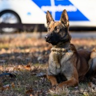 ÚJ NÉGYLÁBÚ TÁRSAKAT KERES A RENDŐRSÉG 