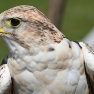 Tovább nőtt a fokozottan védett kerecsensólyom hazai költőállománya