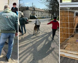Szabadulás a négy fal közül: Összefogással mentettek meg egy bezárva tartott belga juhászt Dorogon