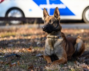 ÚJ NÉGYLÁBÚ TÁRSAKAT KERES A RENDŐRSÉG 