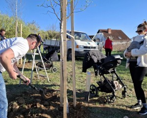 Új életet ültettek: 20 fát kapott a Gyermekliget Csolnokon