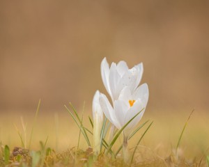    A tavasz lassú ölelése: Így találjunk vissza önmagunkhoz a tavasz illatán keresztül