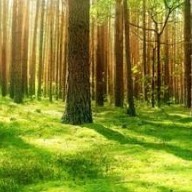 Az Erdők Nemzetközi Napja: Egy ajándék, amit ma csomagolunk be