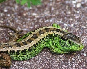 2026 év hüllője – a fürge gyík