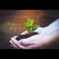 Faültetés a Kis-Duna sétányon