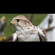 Tovább nőtt a fokozottan védett kerecsensólyom hazai költőállománya