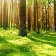 Az Erdők Nemzetközi Napja: Egy ajándék, amit ma csomagolunk be