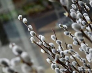 Virágvasárnap: A tavaszi megújulás és a nagyhét kapuja