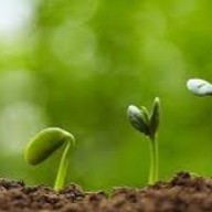 Nagyanyáink titkai az ablakpárkányon – Önnek mi a trükkje?