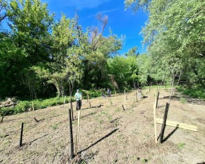 1000 facsemetét ültettek a Prímás-szigeten – egy vörös mókus is új otthonra talált