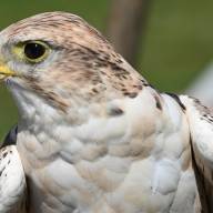 Tovább nőtt a fokozottan védett kerecsensólyom hazai költőállománya