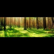 Az Erdők Nemzetközi Napja: Egy ajándék, amit ma csomagolunk be