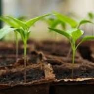 Nagyanyáink titkai az ablakpárkányon – Önnek mi a trükkje?