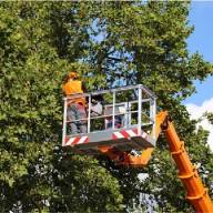 Lakossági tájékoztató faápolási munkákról
