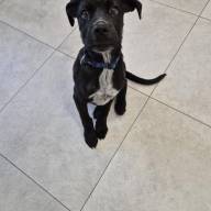 Nem ért véget a mogyorósbányai horror: rejtegetett állatokat találtak az állatvédők