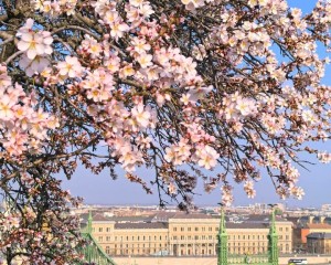 Rózsaszín felhő a sziklák felett: A Gellért-hegy ikonikus mandulafái