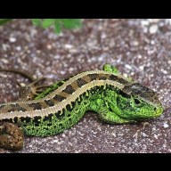 2026 év hüllője – a fürge gyík