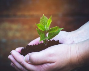 Faültetés a Kis-Duna sétányon