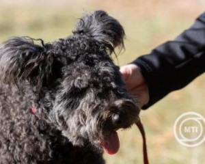 Március elején mentett kutyák költözhetnek a veszprémi és a tiszalöki büntetés-végrehajtási intézetekben