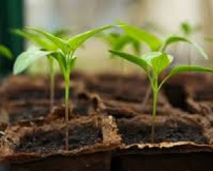 Nagyanyáink titkai az ablakpárkányon – Önnek mi a trükkje?