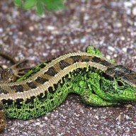 2026 év hüllője – a fürge gyík