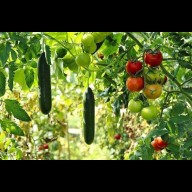 Kertészkedés a szélsőségek korában: Mit ültessünk, hogy túléljük a nyarat?