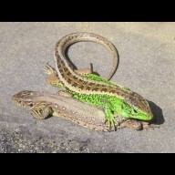 Nem is olyan fürge, de a miénk: 2026-ban a fürge gyík az év hüllője!