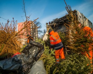 Búcsú a karácsonyfától: Mutatjuk a 2026-os elszállítási menetrendet a megyében