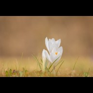    A tavasz lassú ölelése: Így találjunk vissza önmagunkhoz a tavasz illatán keresztül