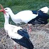 Hazatért a dömösi hűség: Szofi újra Macus mellett