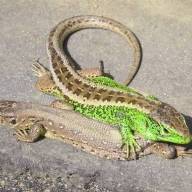 Nem is olyan fürge, de a miénk: 2026-ban a fürge gyík az év hüllője!