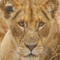 Gyetven Melinda fotókiállítása a Párkányi Városi Múzeumban   2026. 03. 04.