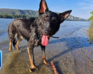 Új rendőrkutyával erősít a vármegye – Dorogon már bevetésen is járt Rin