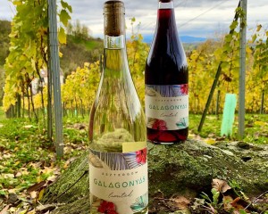 Újabb elismerést kapott a Galagonyás Habzóműhely