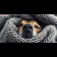 Beköszöntenek a kemény fagyok: Így óvjuk kint élő kedvenceinket!