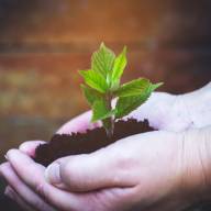 Faültetés a Kis-Duna sétányon