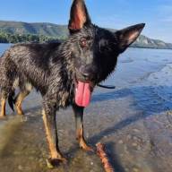 Új rendőrkutyával erősít a vármegye – Dorogon már bevetésen is járt Rin