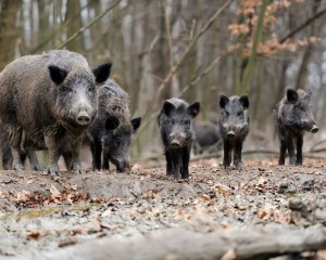 Szigorúan korlátozott területté nyilvánították a Strázsa-hegyet az afrikai sertéspestis miatt